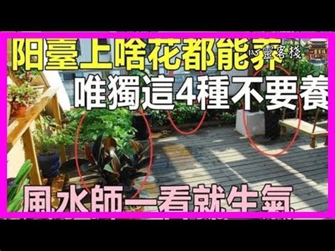 玉蘭花種植 水晶燈 風水